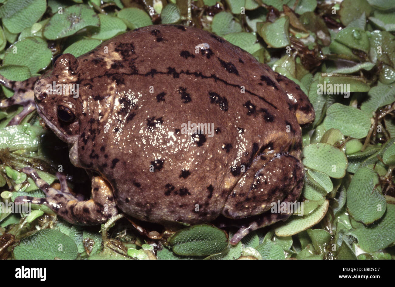 Kaloula baleata, asian bull frog Stock Photo
