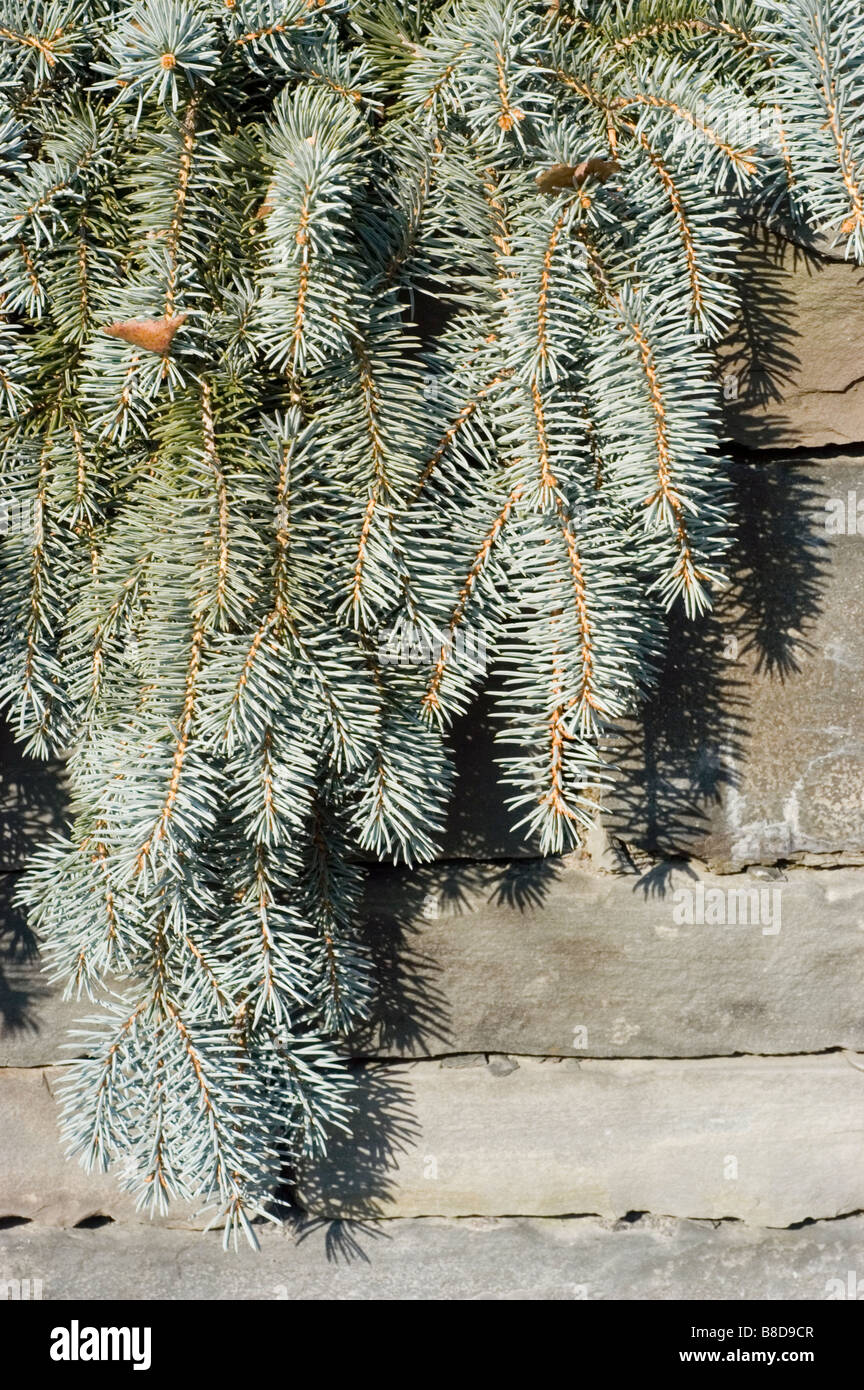 Colorado Spruce, Picea Pungens - Shilo Weeping, Pinaceae family Stock Photo