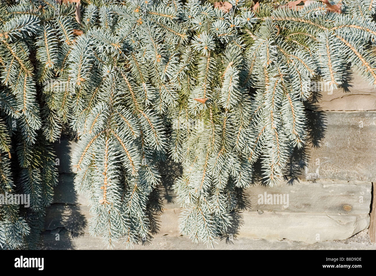 Colorado Spruce, Picea Pungens - Shilo Weeping, Pinaceae family Stock Photo
