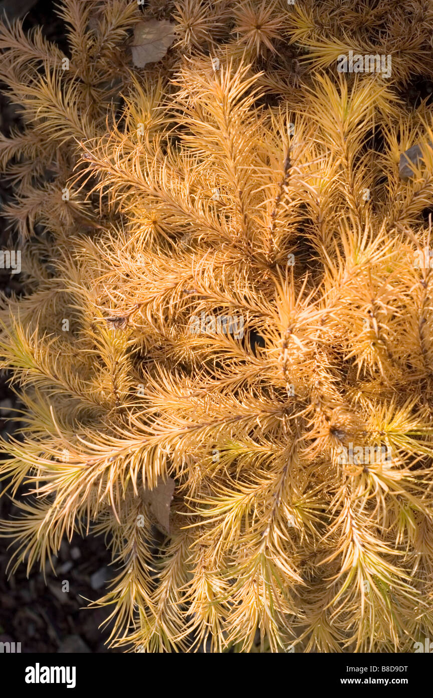 Yellow autumn Japanese Larch, Larix Kaempferi Nana, Pinaceae Family Stock Photo
