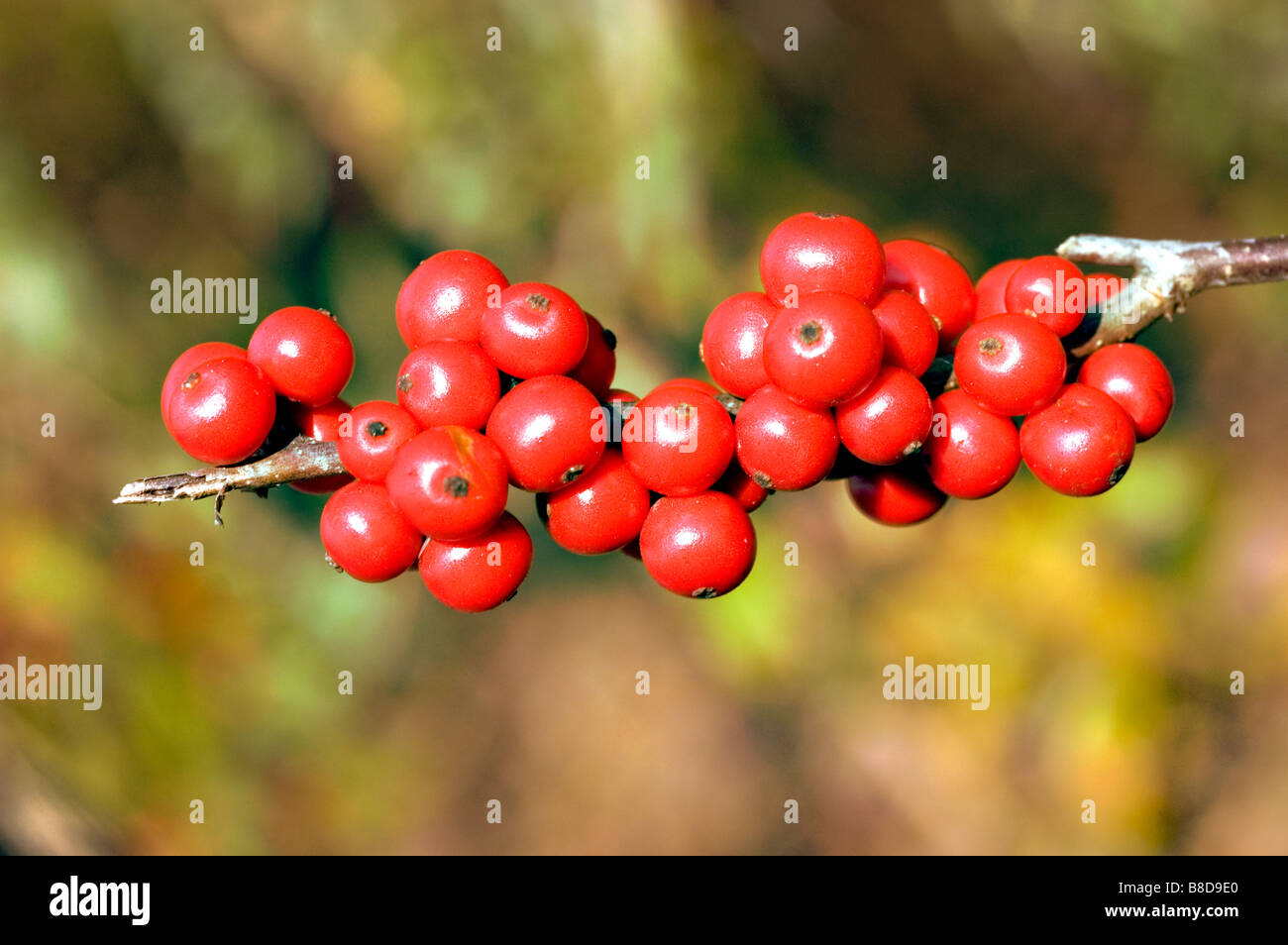Red autumn berries of Winterberry -  Ilex Verticillata var. Maryland Beauty, Aquifoliaceae Stock Photo