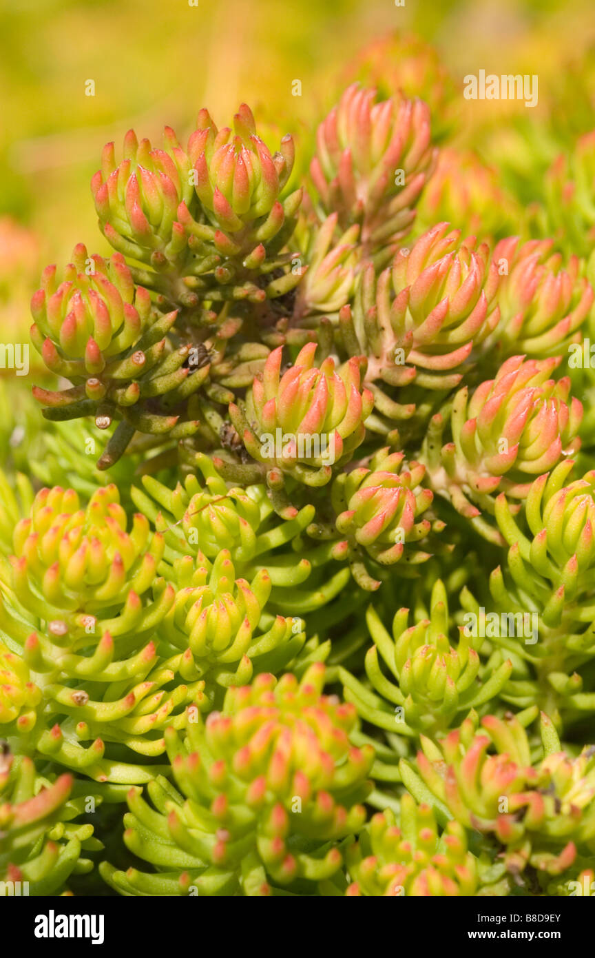 Orange yellow Stonecrop, Sedum Rupestre var Angelina, Crassulaceae family Stock Photo