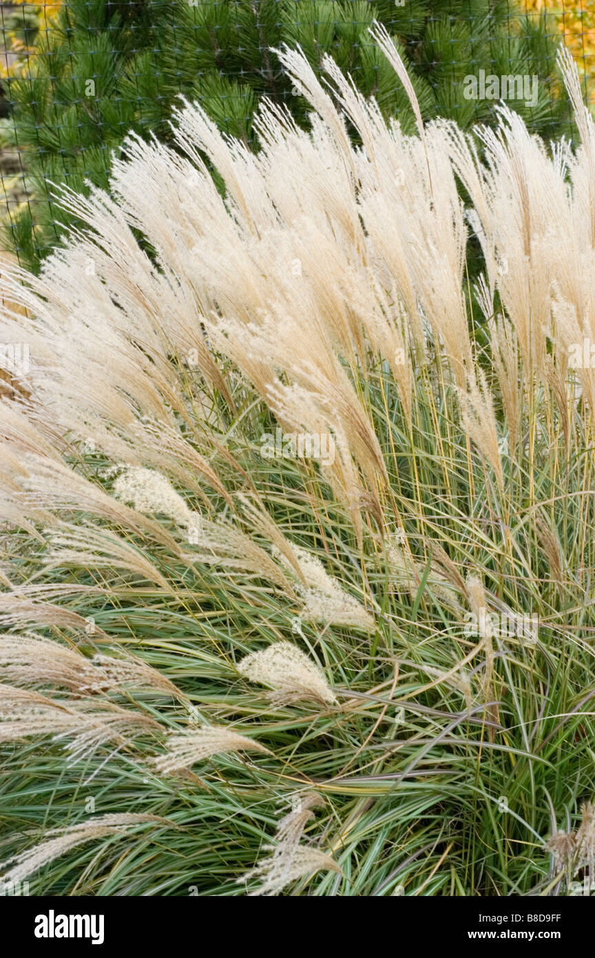 Miscanthus sinensis – Generasjonsskifte landbruk