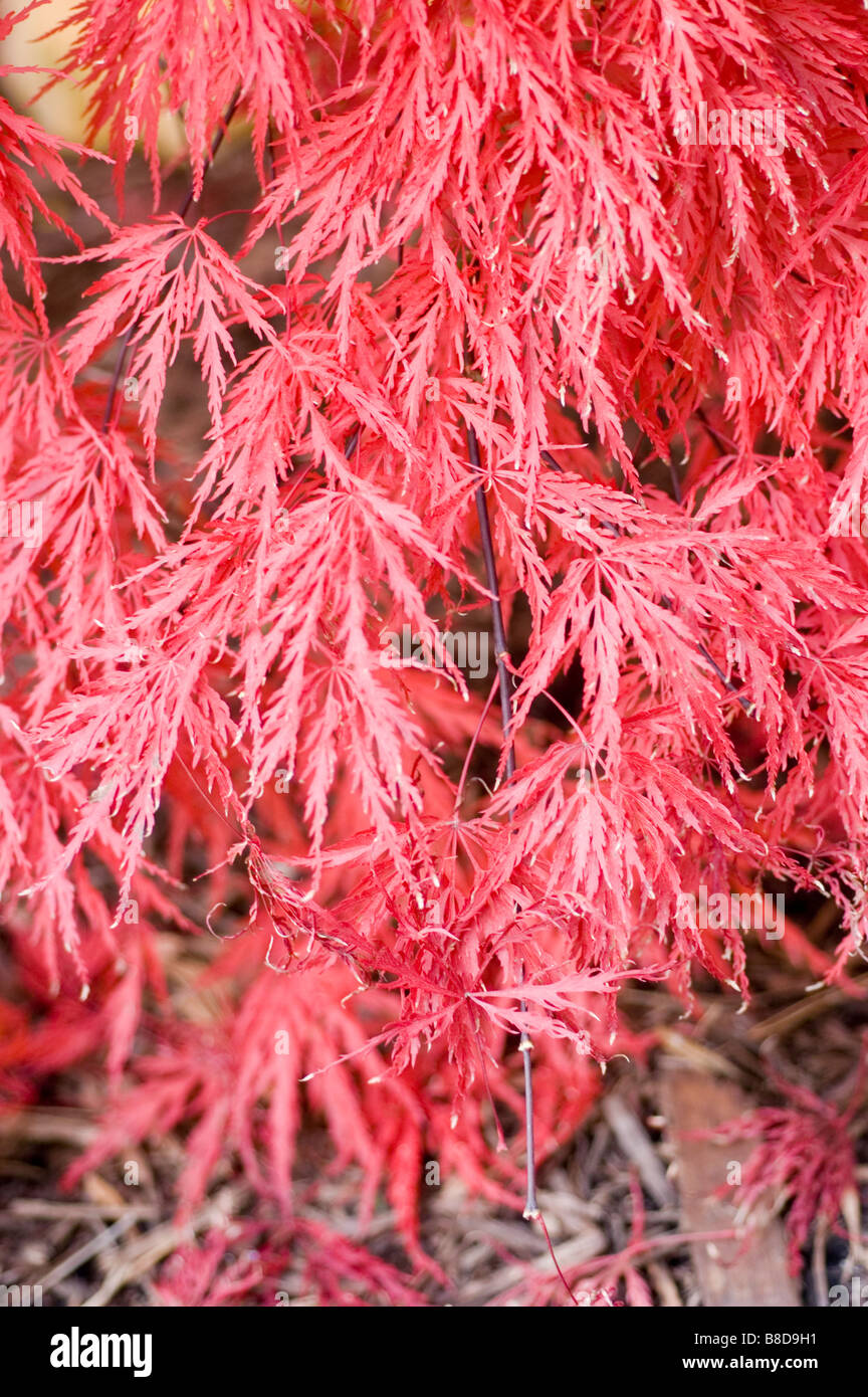 Red Autumn Leaves Foliage Of Japanese Maple, Acer Palmatum Stock Photo ...