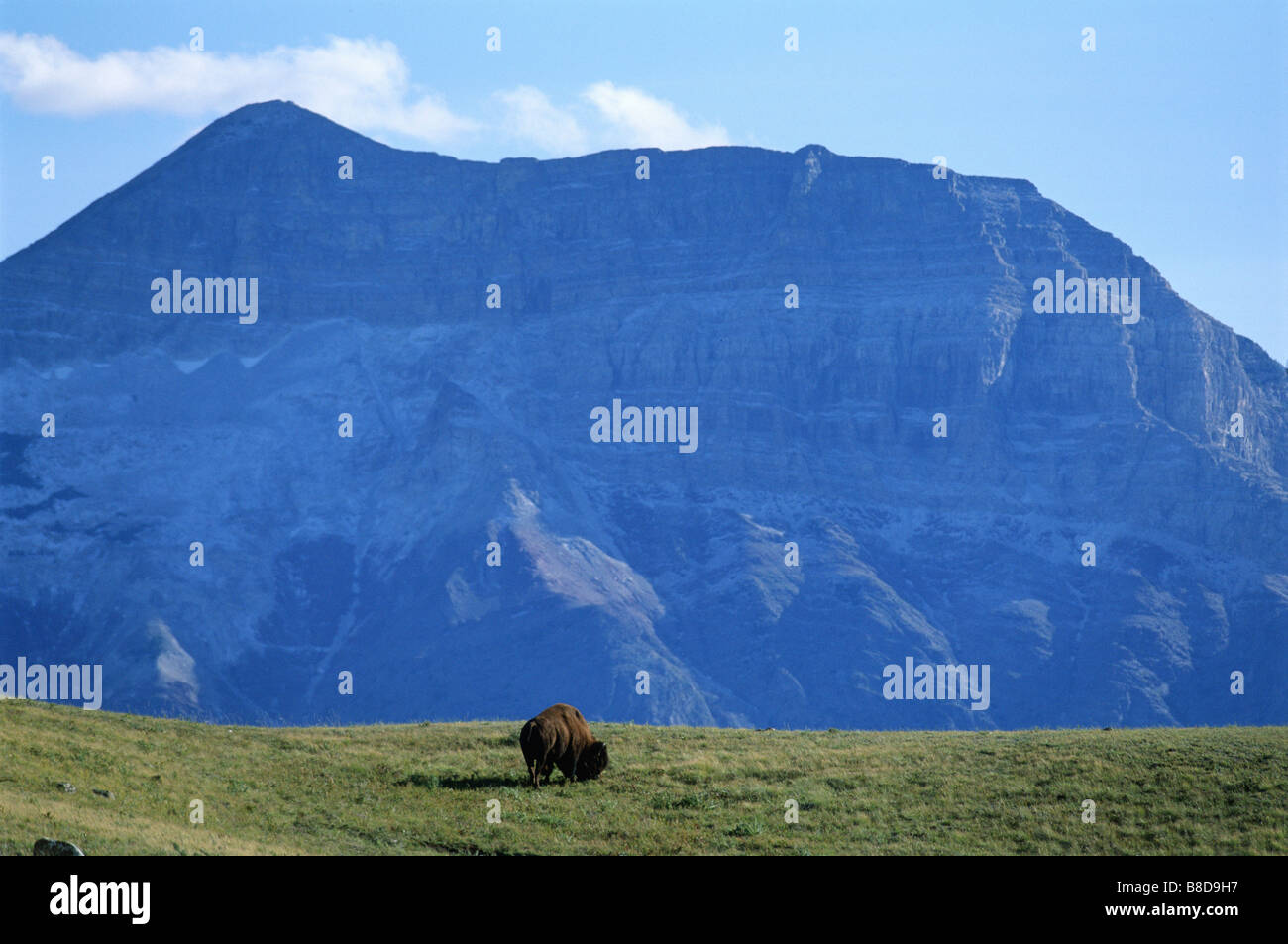 Bison, Waterton Lakes National Park, Alberta Stock Photo Alamy