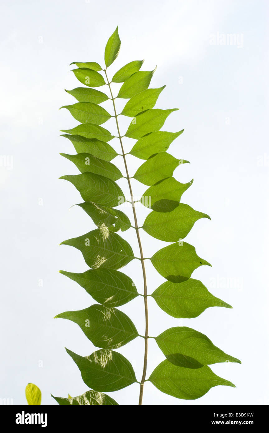 Green leaves of Amur honeysuckle  - caprifoliaceae, Lonicera Maackii, Asia Stock Photo
