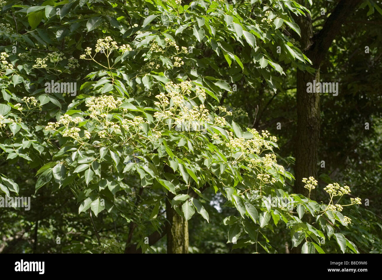 Green leaves on branch of Korean Evodia or bee-bee tree   Rutaceae, Tetradium daniellii, Korea, Asia Stock Photo