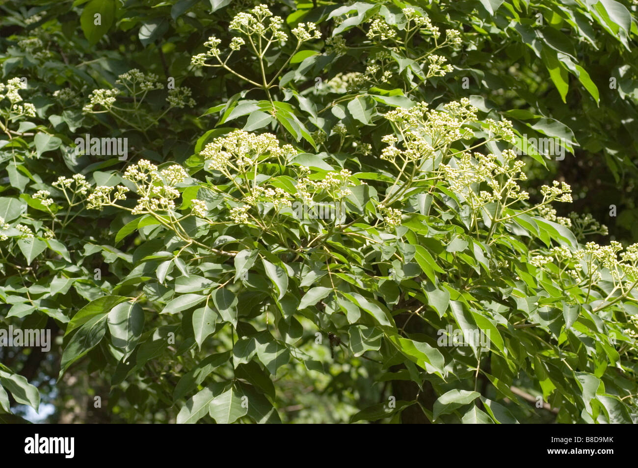 Green leaves on branch of Korean Evodia or bee-bee tree   Rutaceae, Tetradium daniellii, Korea, Asia Stock Photo