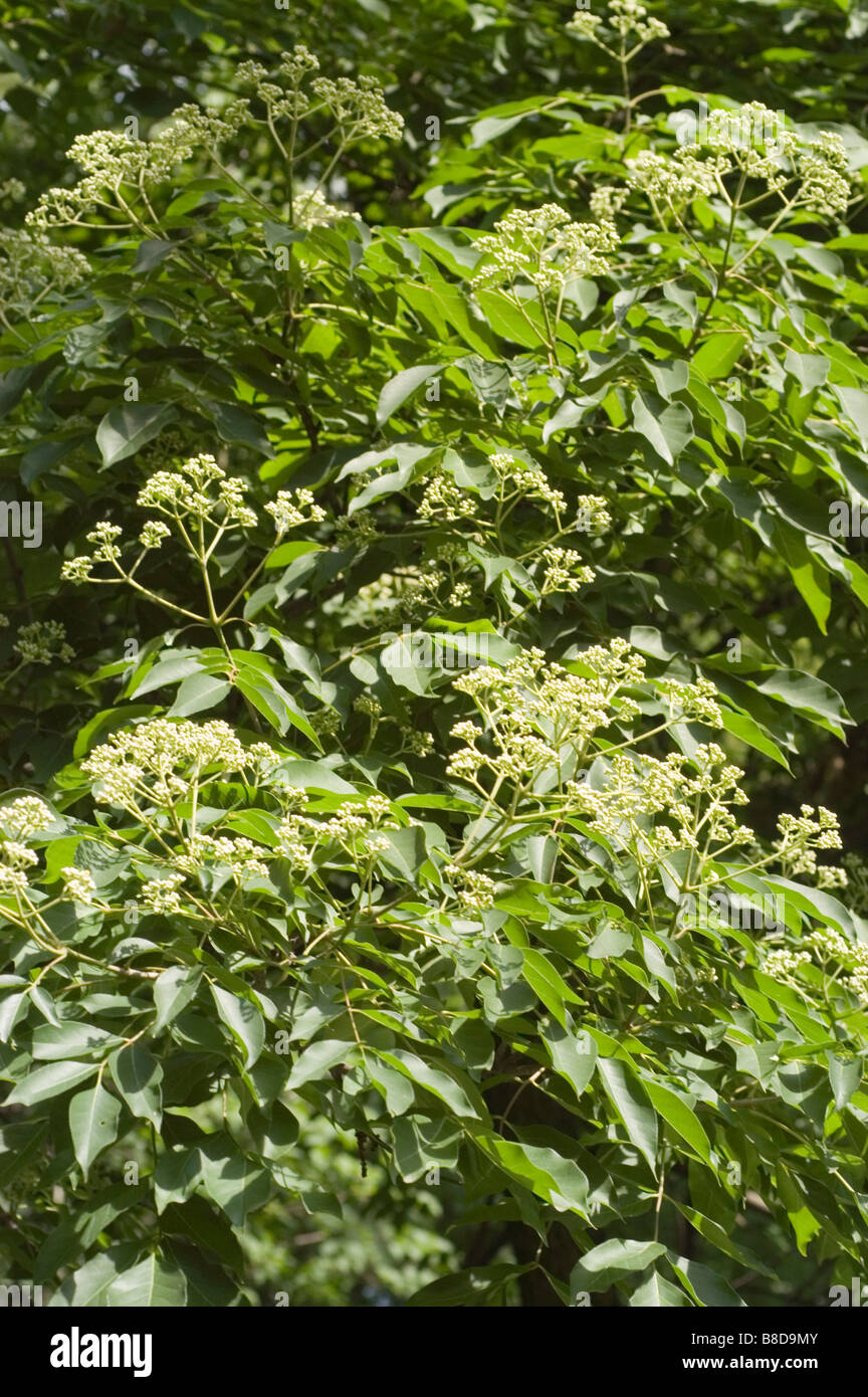 Green leaves on branch of Korean Evodia or bee-bee tree   Rutaceae, Tetradium daniellii, Korea, Asia Stock Photo