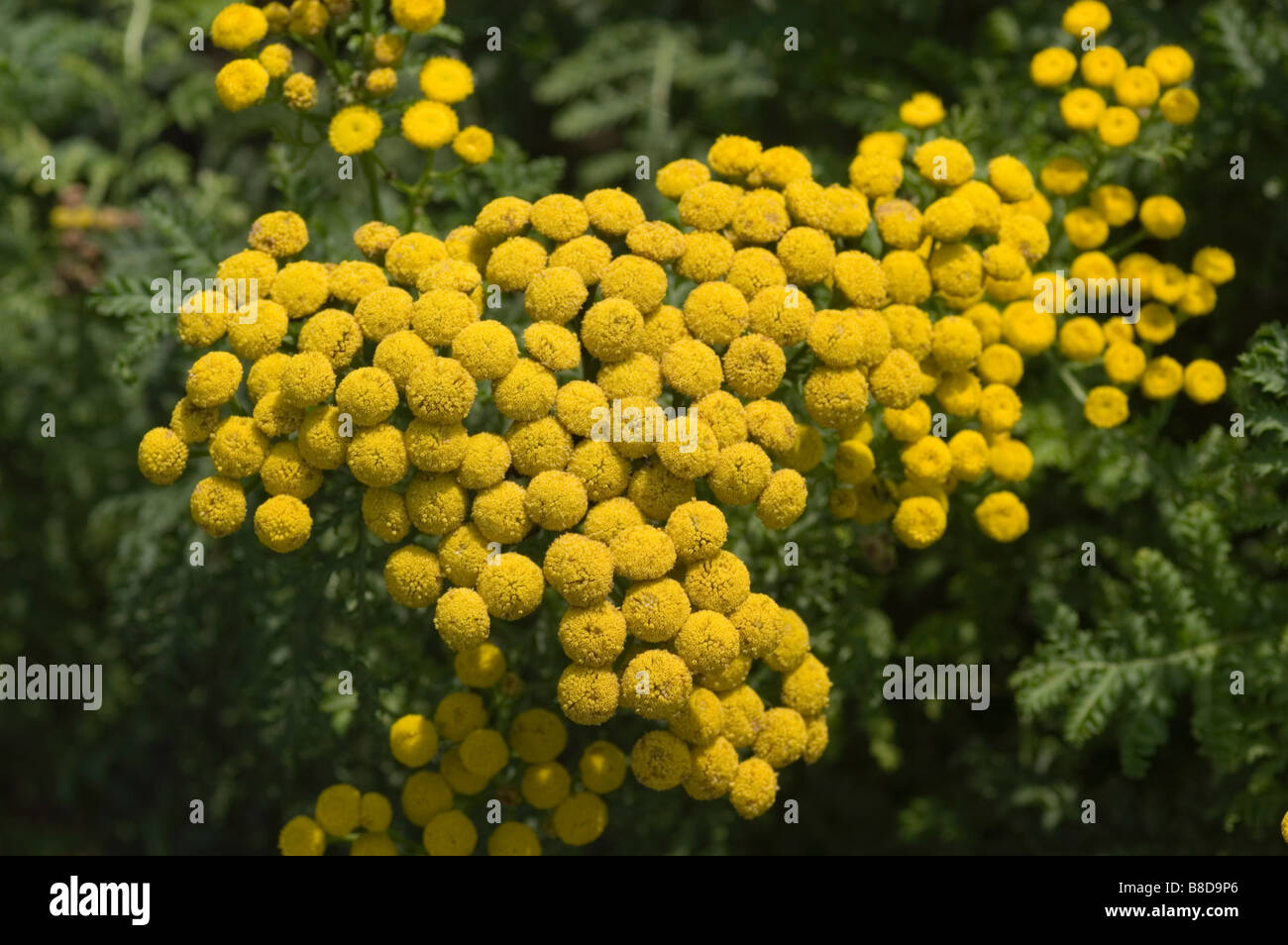 Yellow flowers of Ornamental Tansy, Curled Tansy, Fernleaf Golden Buttons Asteraceae, Compositae, Tanacetum vulgare var. Crispum Stock Photo