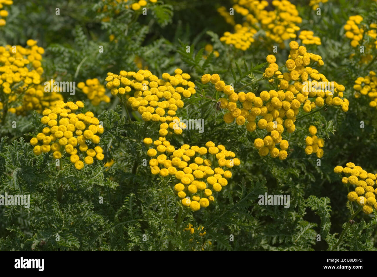 Yellow flowers of Ornamental Tansy, Curled Tansy, Fernleaf Golden Buttons Asteraceae, Compositae, Tanacetum vulgare var. Crispum Stock Photo
