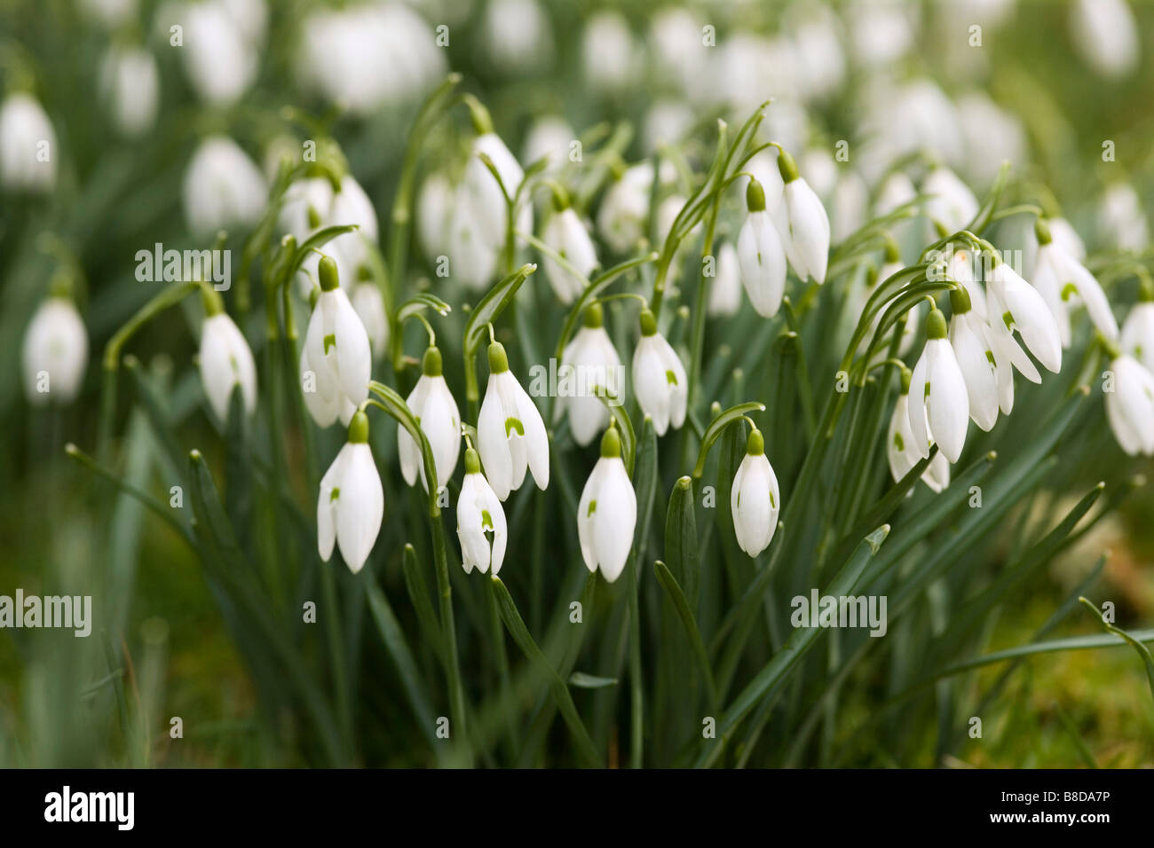 Snow drops flower, Cornwall Stock Photo