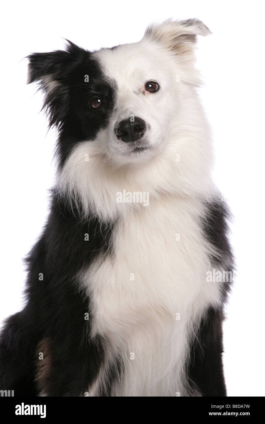 Border Collie Dog Portrait studio Stock Photo