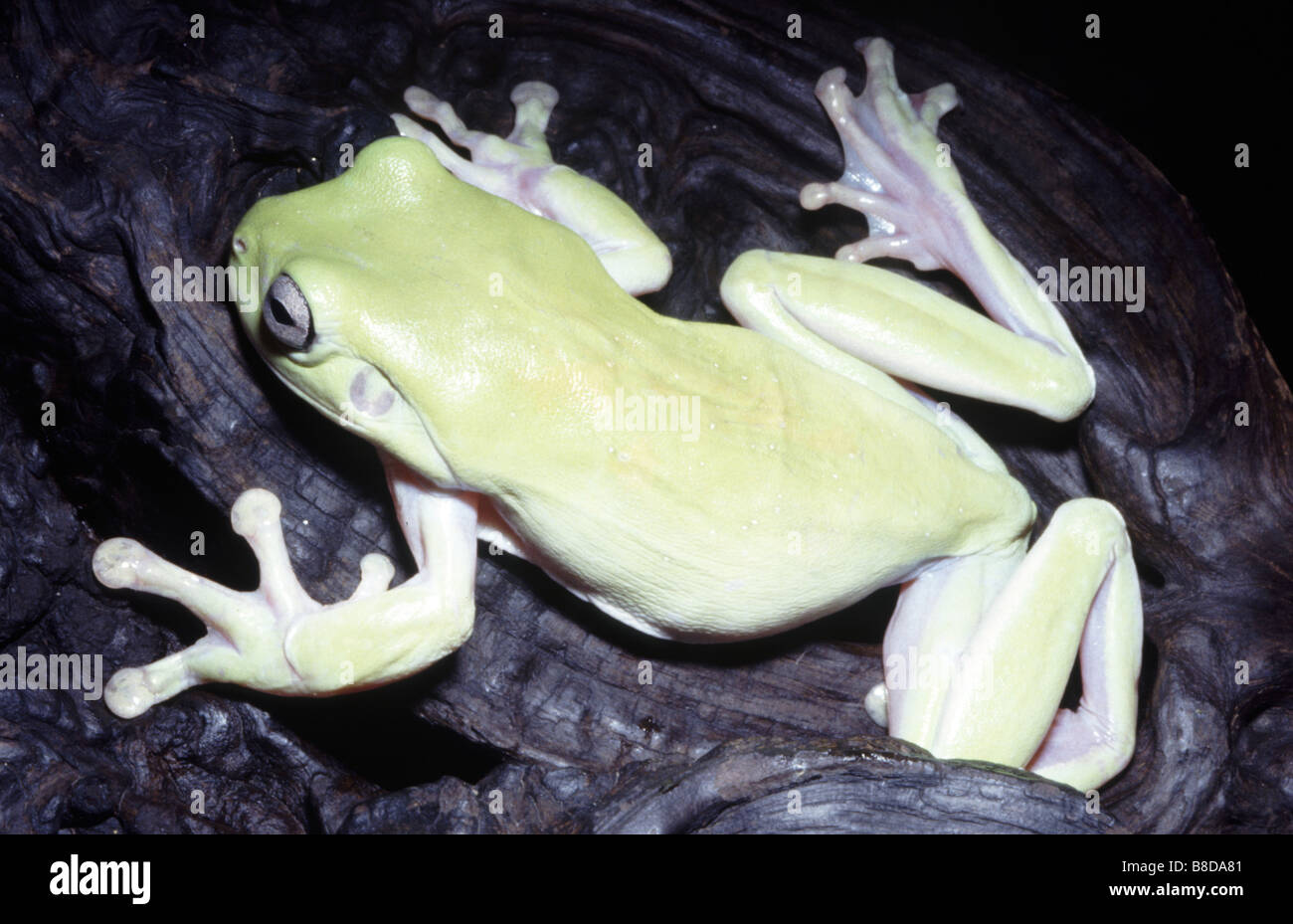 Labed Tree Frog Litoria caerulea, White's treefrog Stock Photo - Alamy