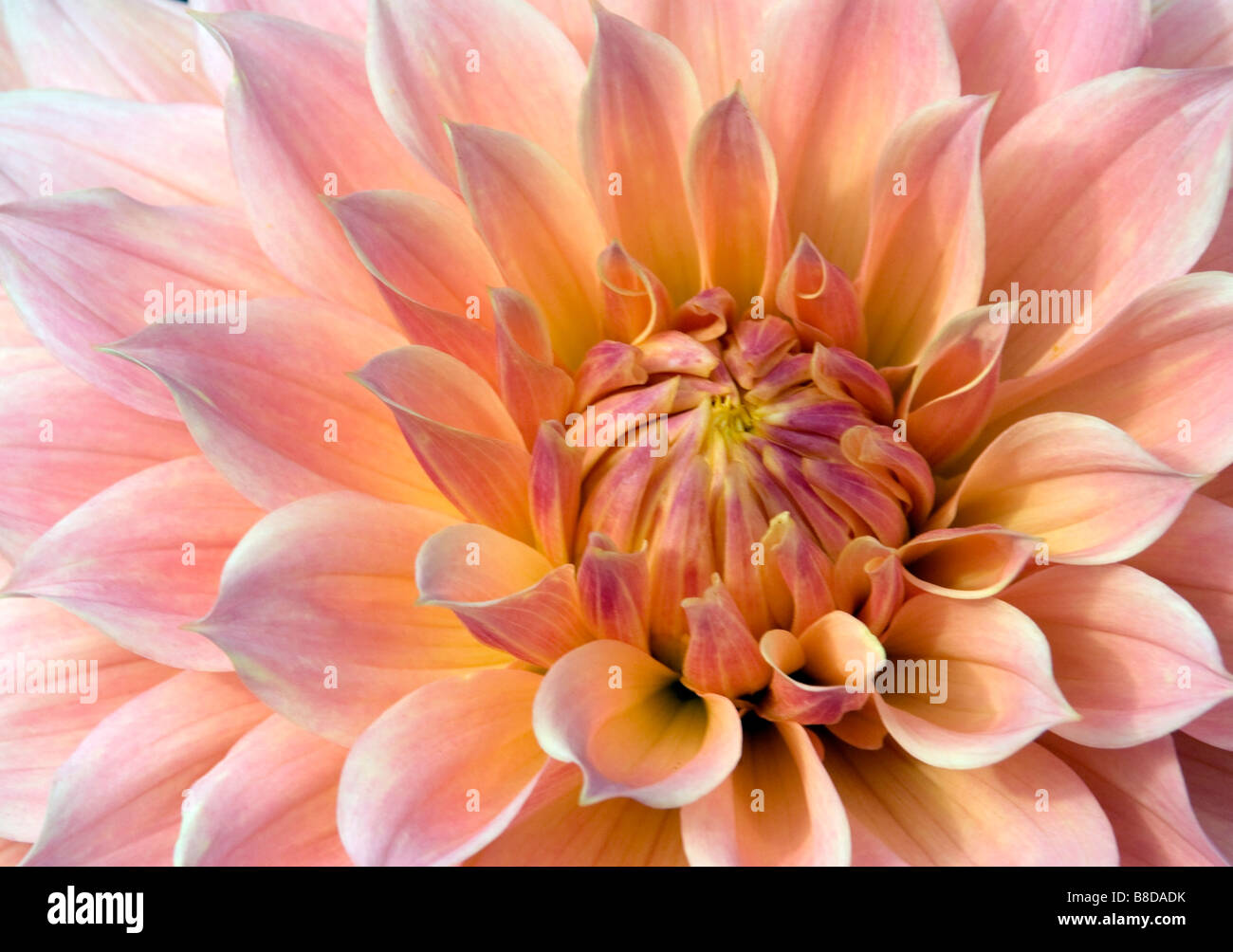 Perfect dahlia flower hi-res stock photography and images - Alamy