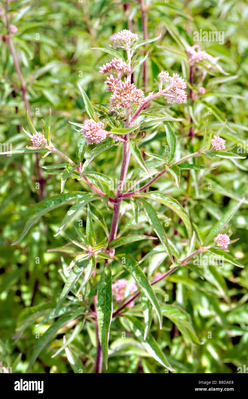 Pink violet flowers of Hemp agrimony , Compositae, Eupatorium cannabinum, Asia, Africa, Siberia Stock Photo