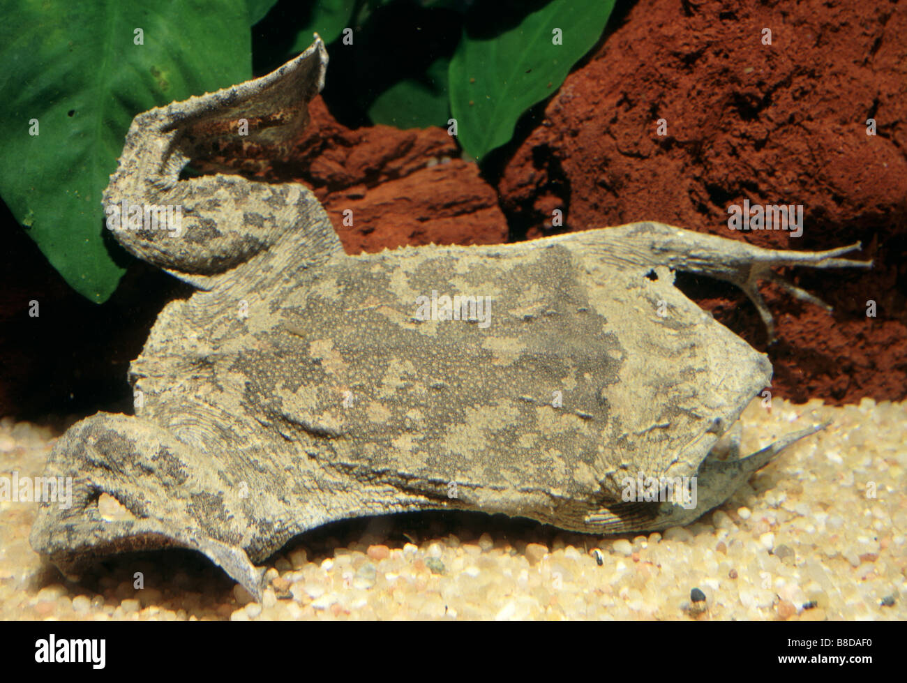 Pipa pipa, Surinam Toad Stock Photo