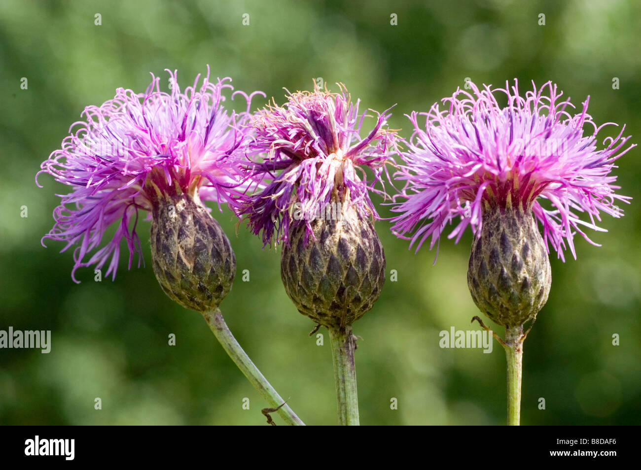 Violet flowers of Saw-wort, Plumeless Saw-wort,  Compositae, Serratula gmelini, Russia Stock Photo