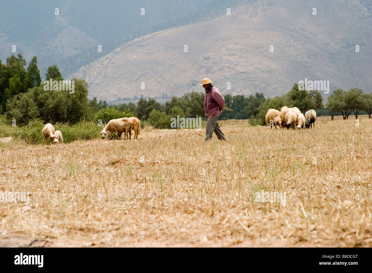 Shepard and sheep in the High Atlas Mountains Stock Photo - Alamy