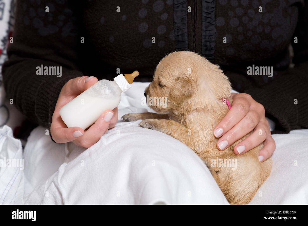 Three week old puppies hires stock photography and images Alamy