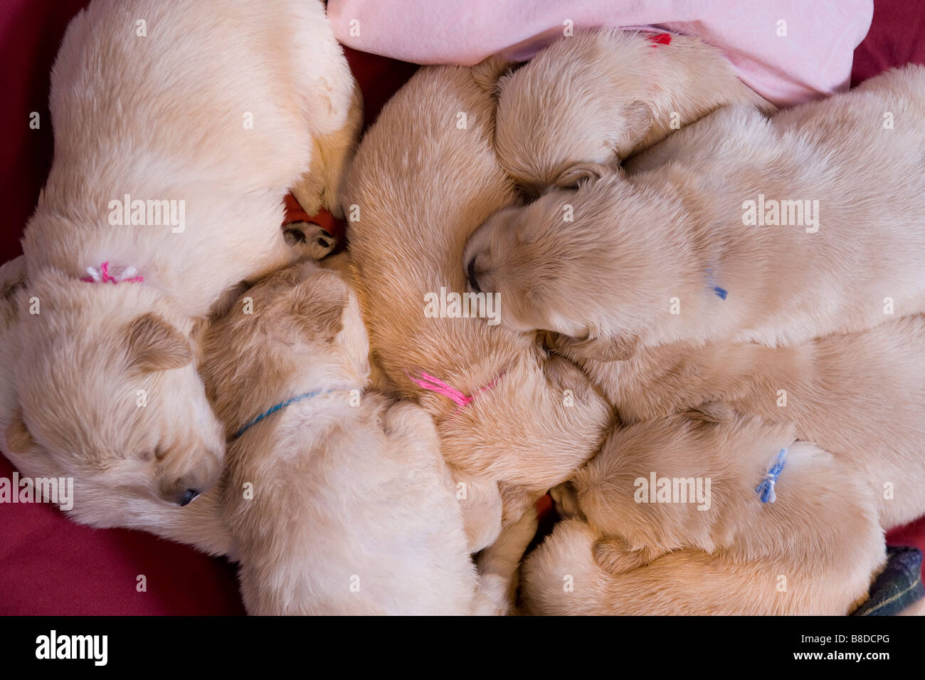 Pile Puppies Sleeping Stock Photo Alamy