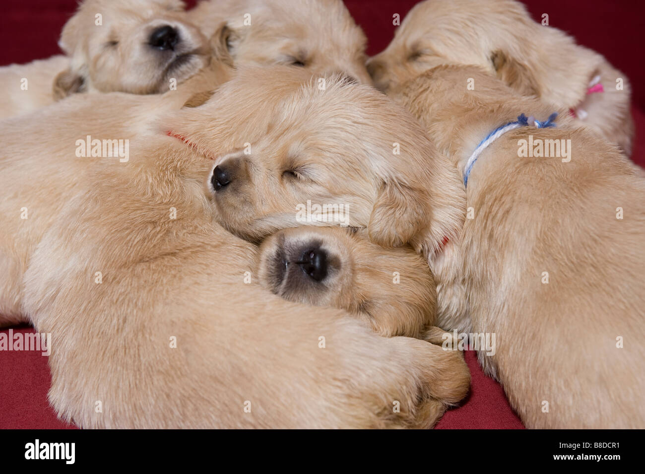 Pile Puppies Sleeping Stock Photo Alamy
