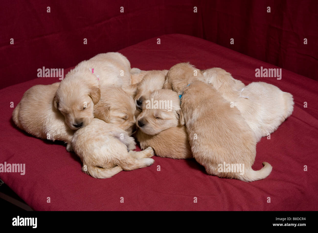 Pile Puppies Sleeping Stock Photo Alamy