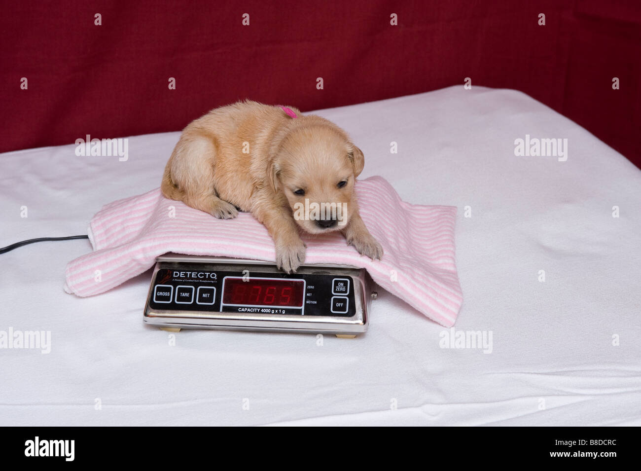 https://c8.alamy.com/comp/B8DCRC/newborn-puppy-getting-weighed-B8DCRC.jpg