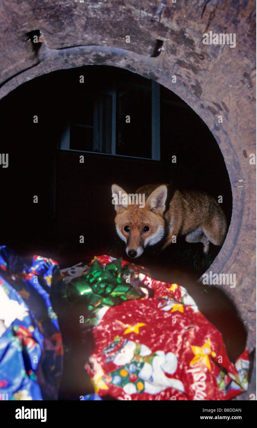 Urban fox vulpes vulpes raids the dustbin full of Boxing Day Christmas ...