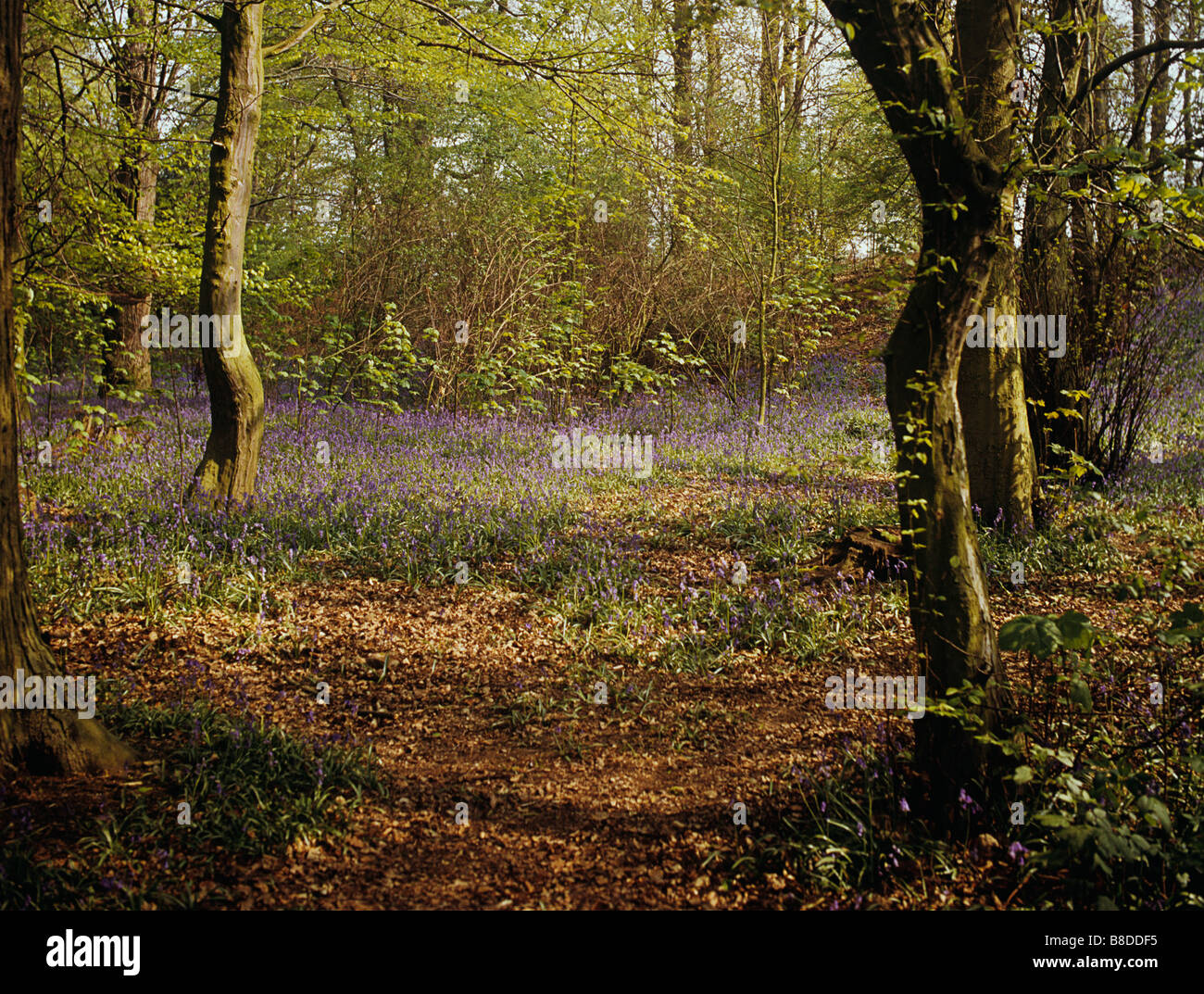 Bluebells in the woods in Hertfordshire, a pretty and constant reminder of the coming of spring. Stock Photo