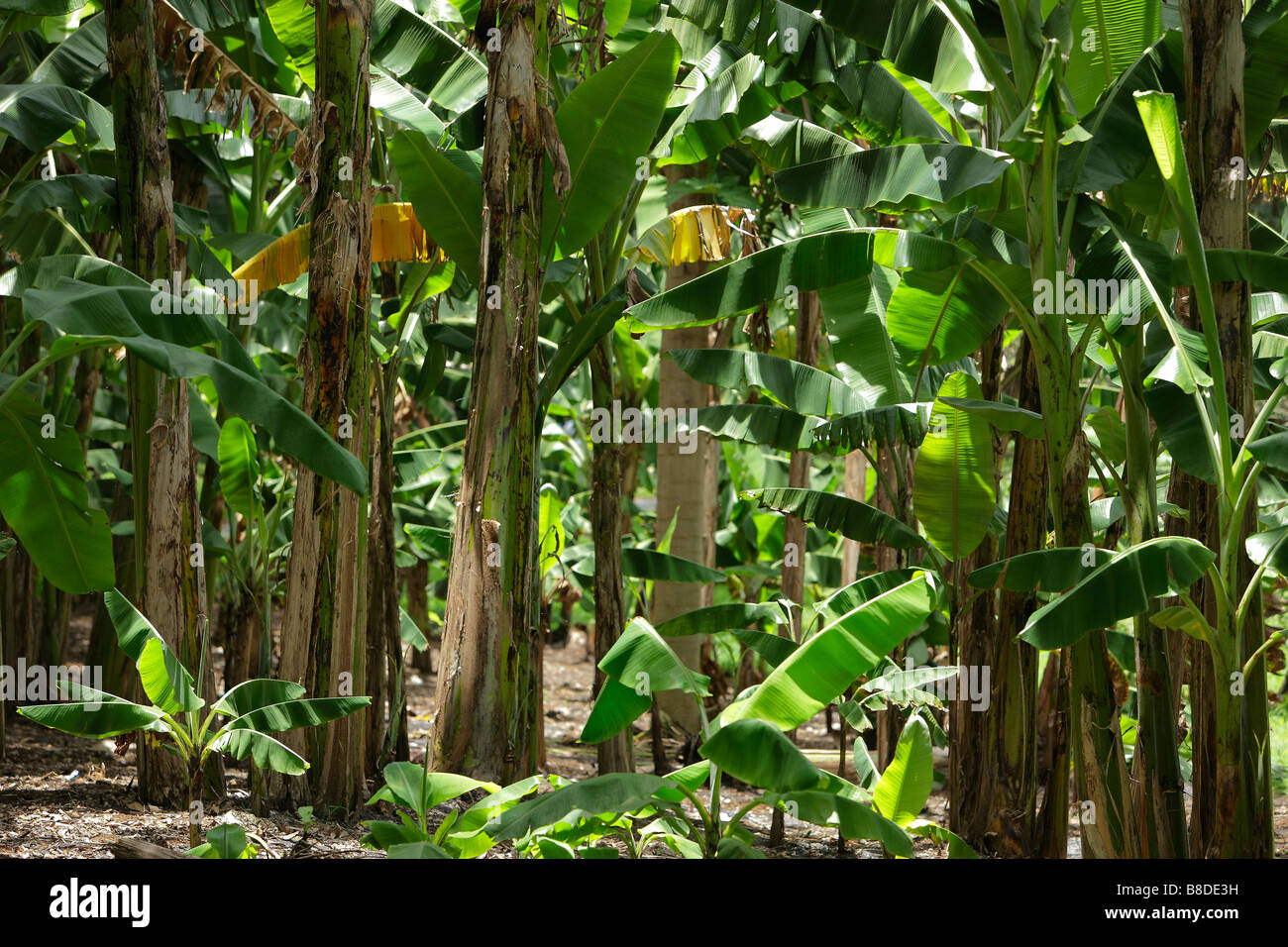 Banana Trees, Florida, USA Stock Photo Alamy