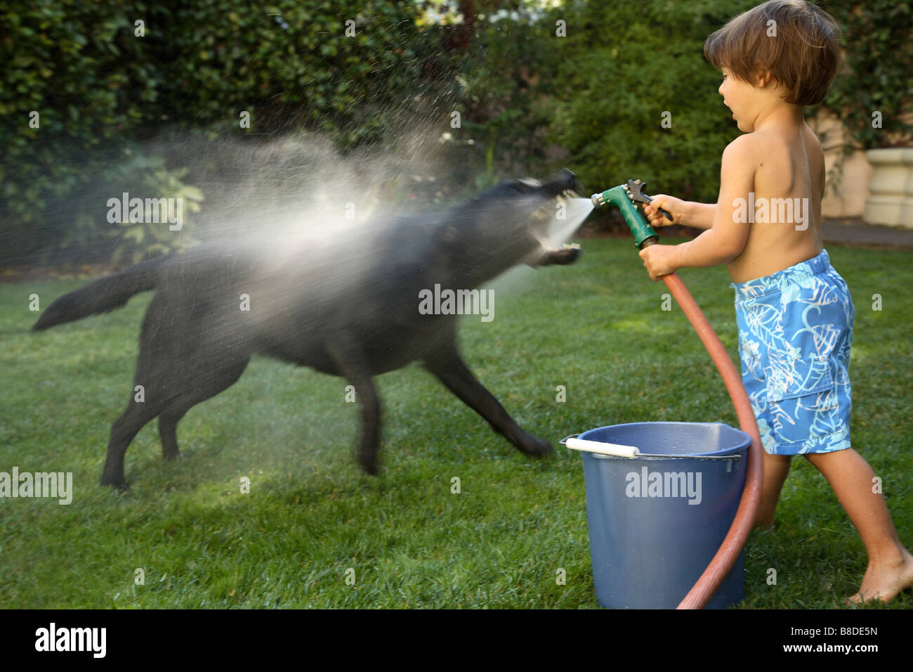 spraying dog with hose