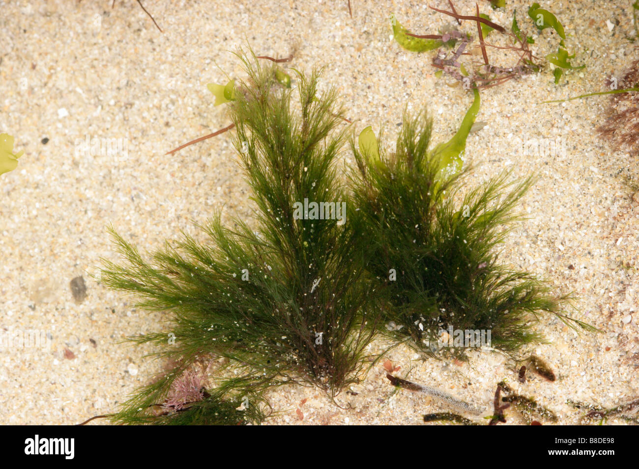 A green seaweed Cladophora rupestris UK Stock Photo