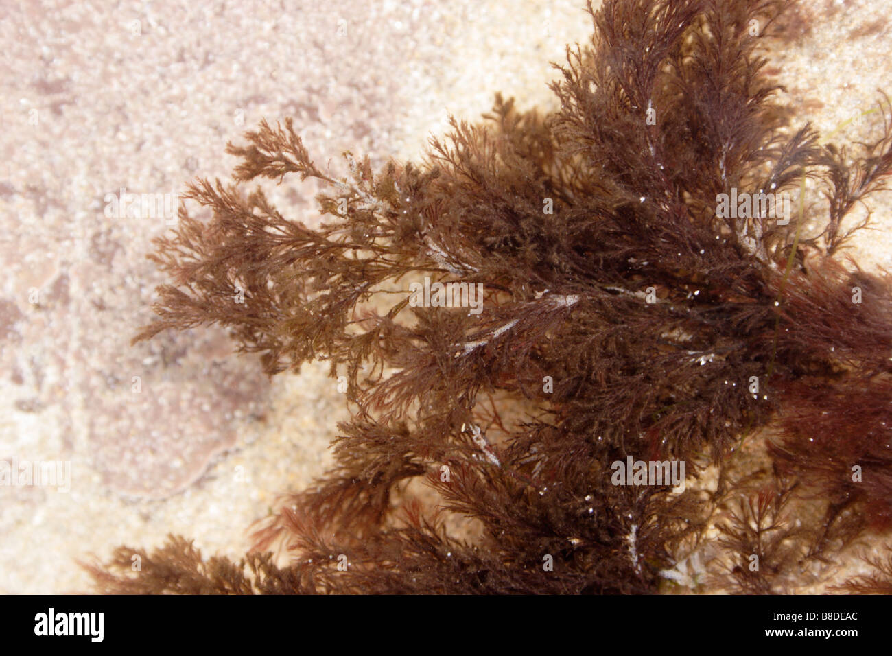 A red seaweed Polysiphonia nigrescens UK Stock Photo