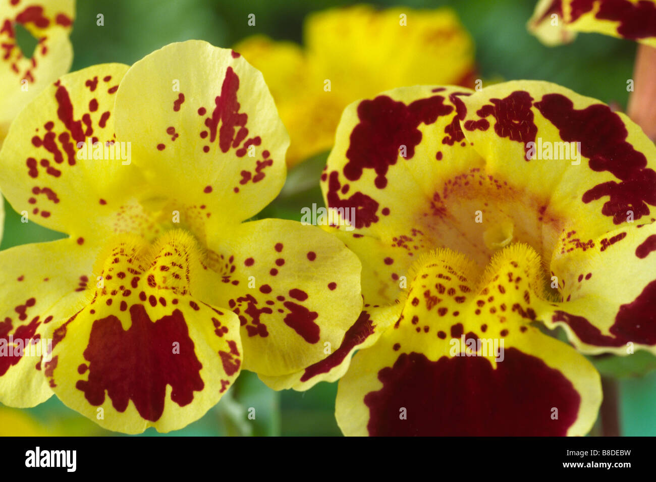 Mimulus 'Extra Choice Mixed' (Monkey flower, Musk) Two colours from mixture. Stock Photo