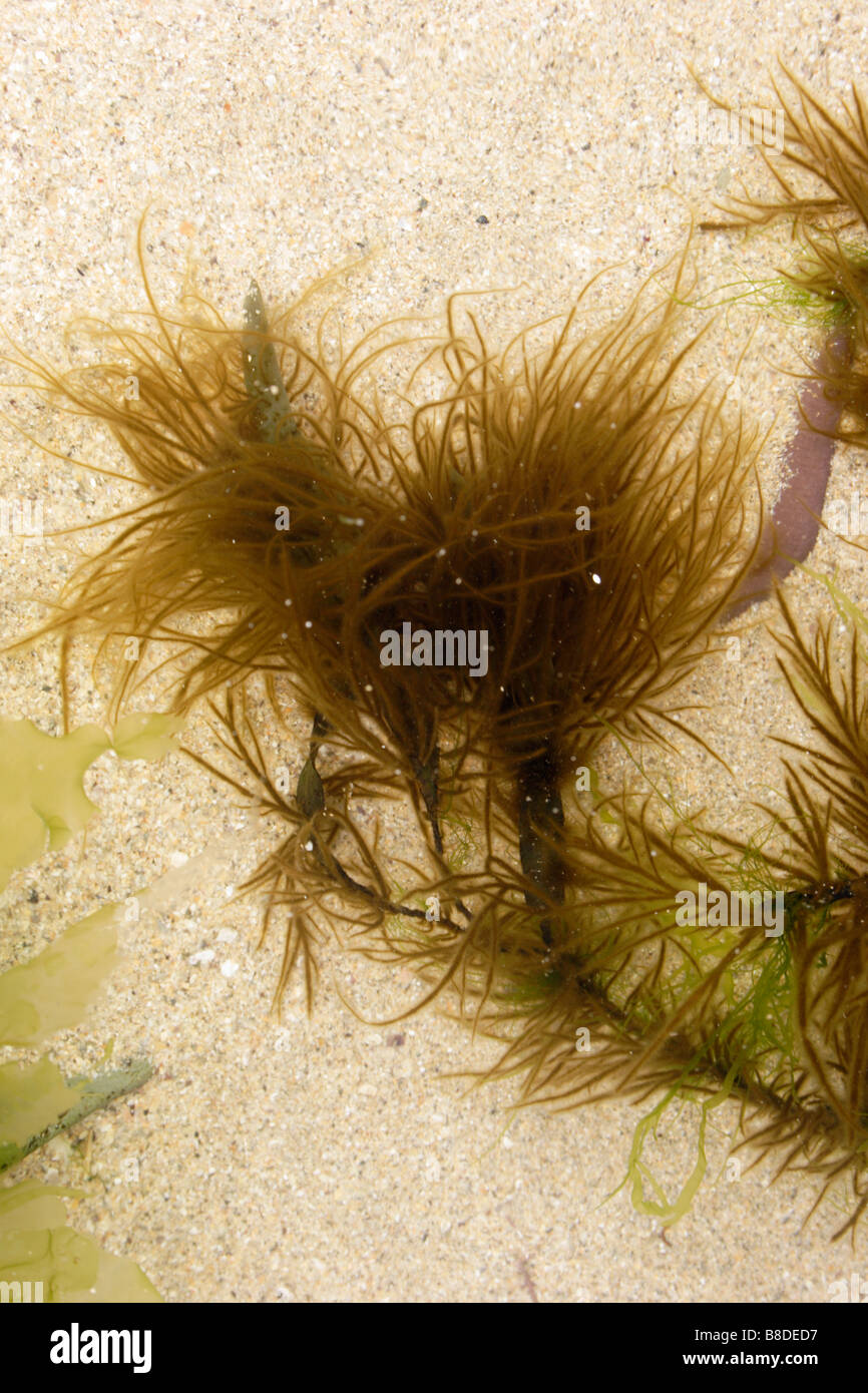 Brown seaweed Ectocarpus tomentosus in a rockpool epiphytic on bladder wrack Fucus vesiculosus UK Stock Photo