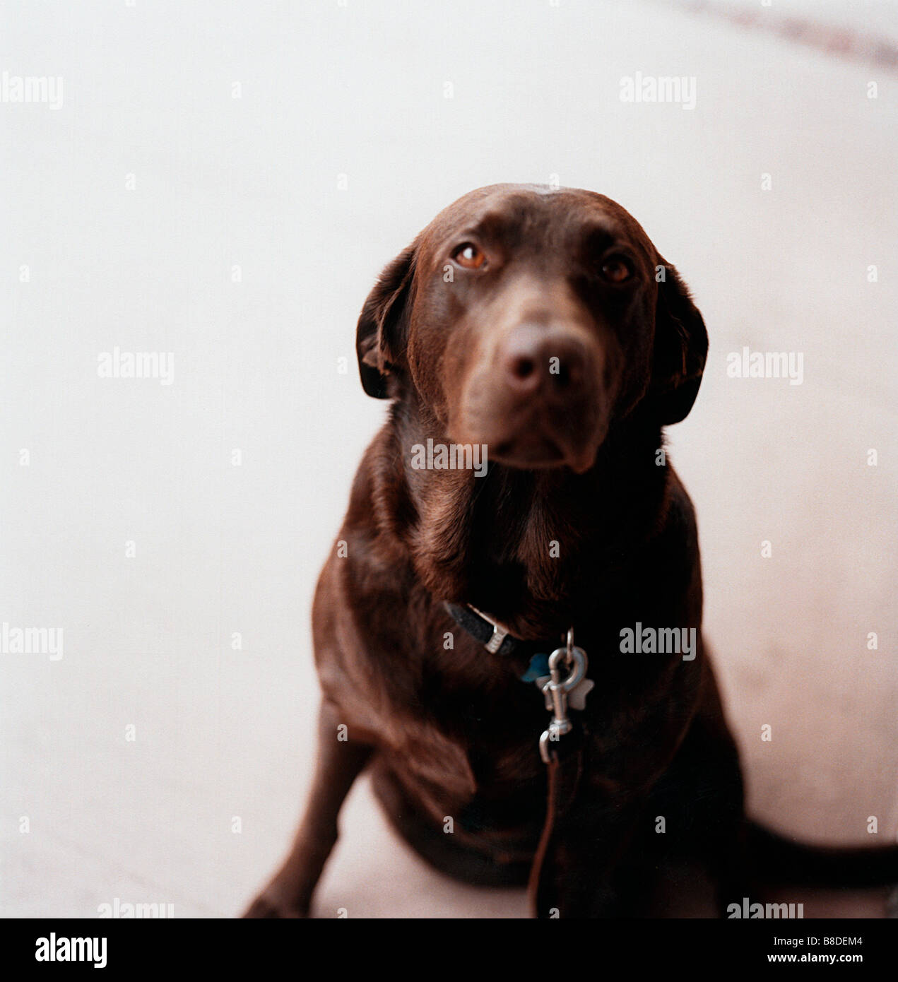 Lab dog brown colour hi-res stock photography and images - Alamy