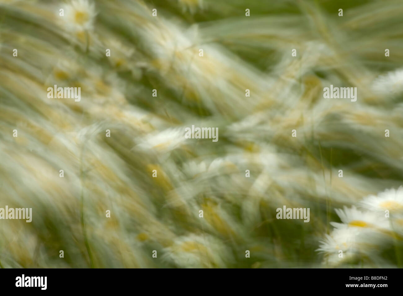 Daisies Wind, Middle Sackville, Nova Scotia Stock Photo Alamy