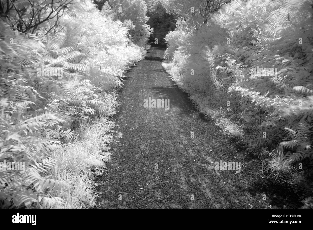 Sumac tree Black and White Stock Photos & Images Alamy