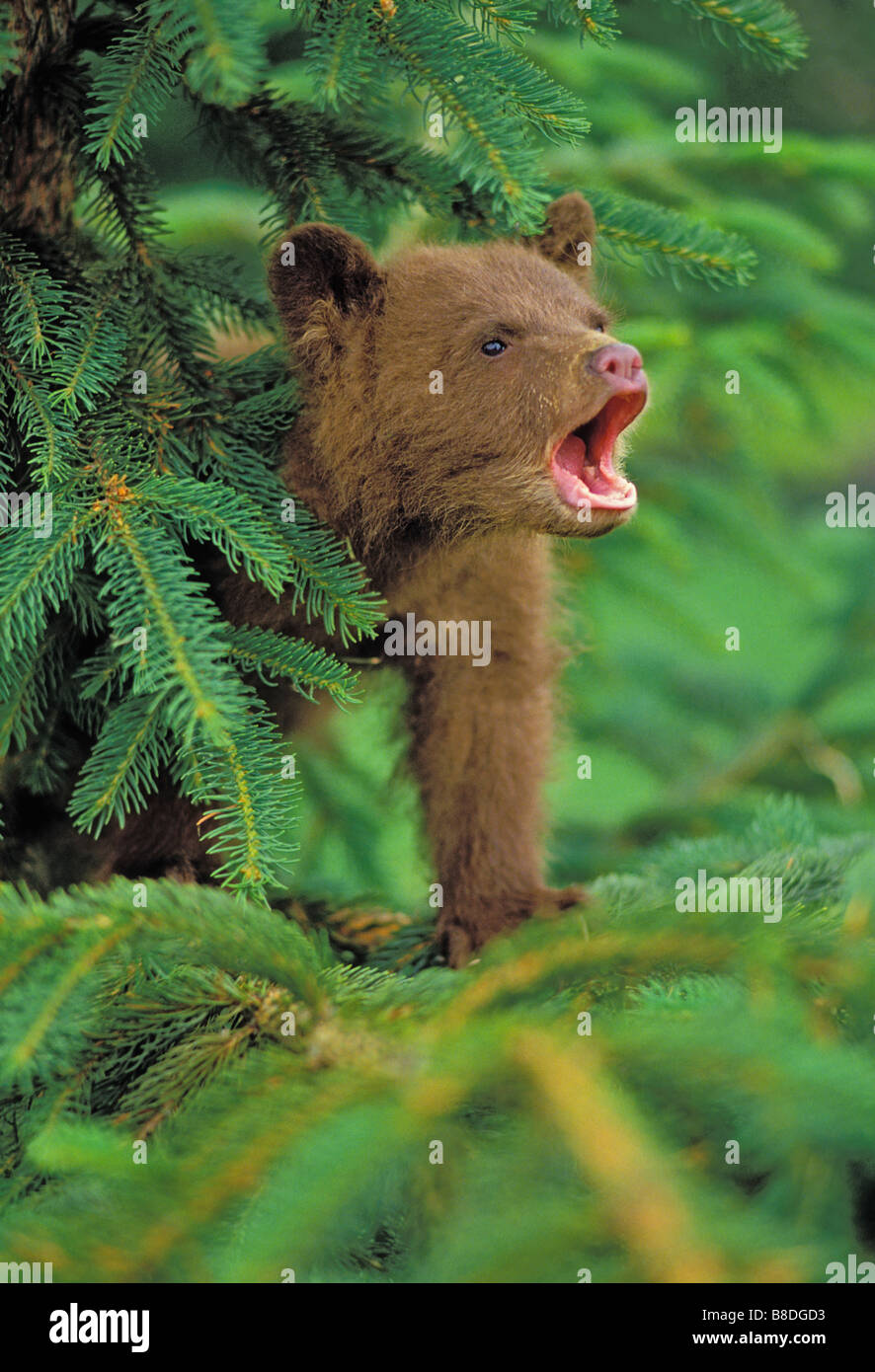 tk0022, Thomas Kitchin; Black Bear cub -brown phase - in sitka spruce tree. Coastal British Columbia, Canada. Ursus americanus. Stock Photo