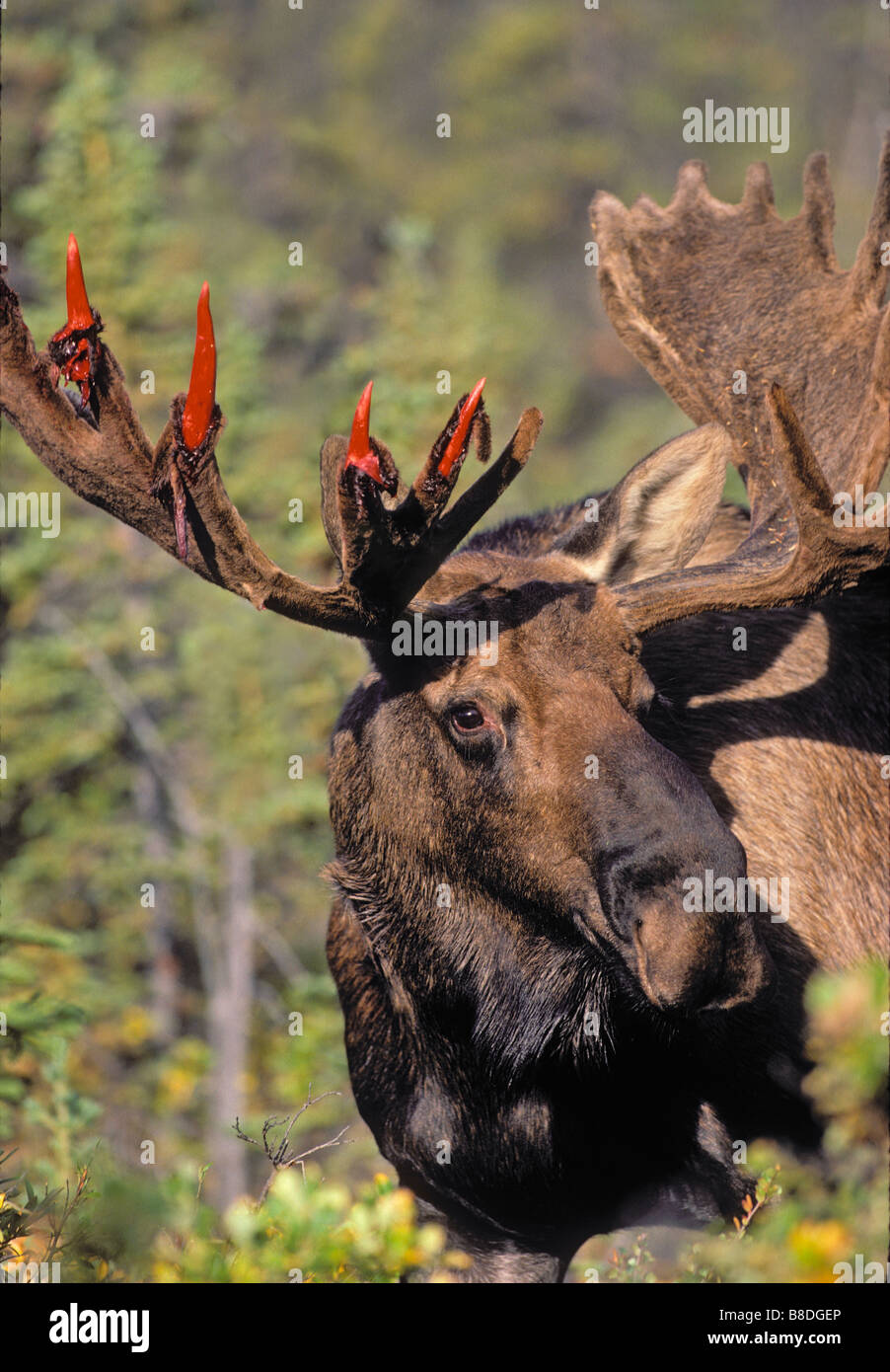 tk0027, Thomas Kitchin; Bull moose shedding velvet from antlers Autumn