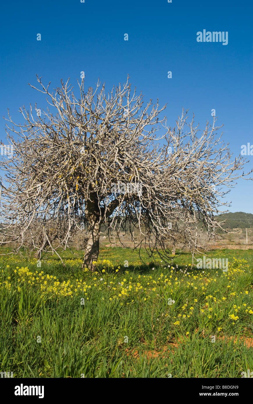 Fig tree on a green meadow, San Mateo, Ibiza, Spain Stock Photo
