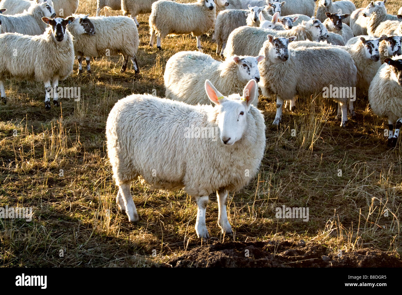 One long eared sheep in a flock of white sheep in a field in Scotland Stock Photo