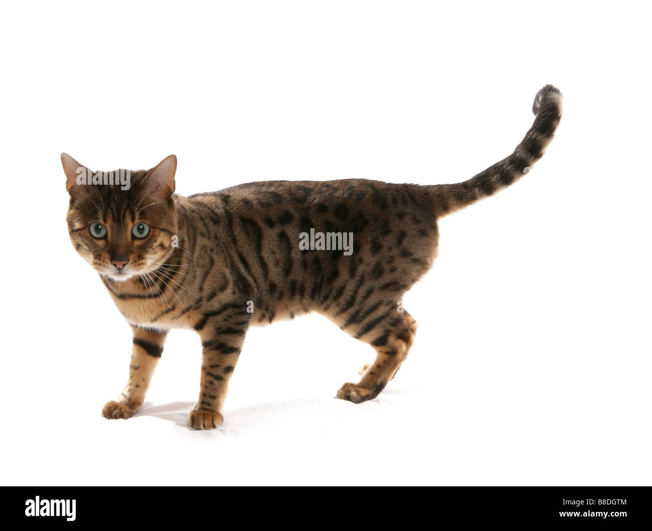 Rosetted Bengal Cat Standing Studio Stock Photo