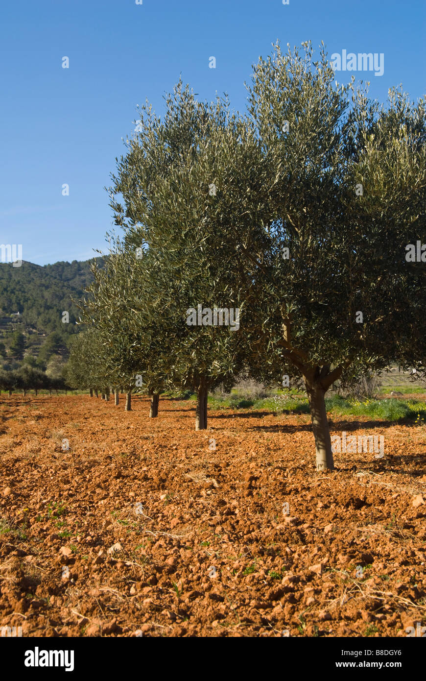 Olive tree plantation at San Mateo, Ibiza, Spain Stock Photo