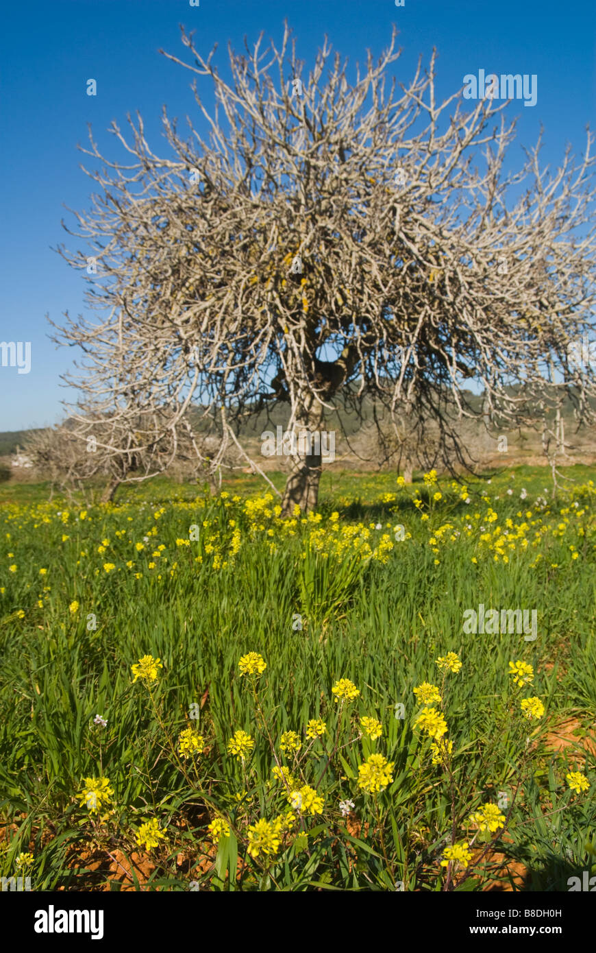 Wild flowers on a green meadow, San Mateo, Ibiza, Spain Stock Photo