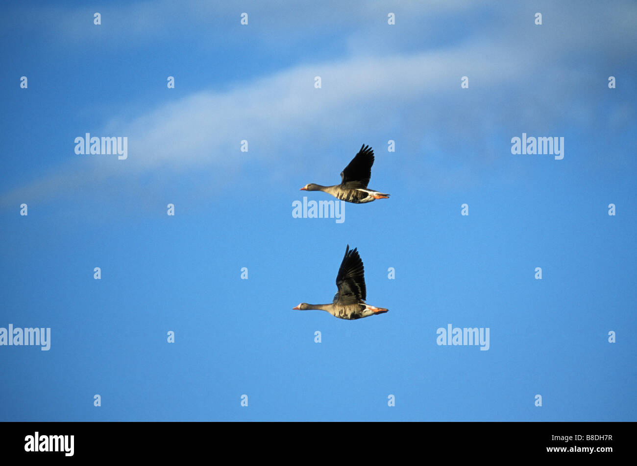 Kitchin hi-res stock photography and images - Page 18 - Alamy