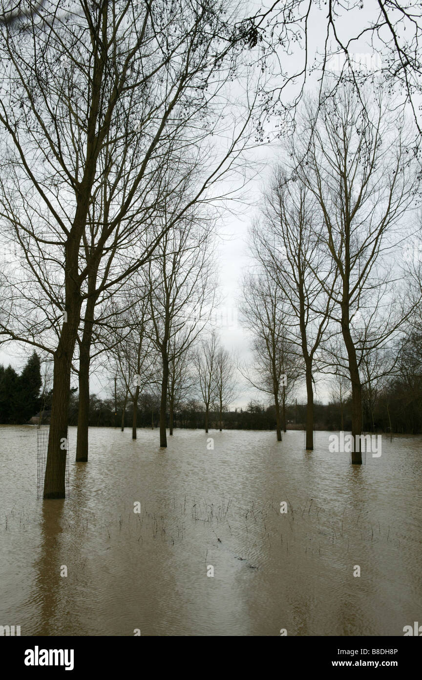 flooded woodland giving a graphic shape with the bottom of the trees under water after large amounts of rainfall and local flood Stock Photo