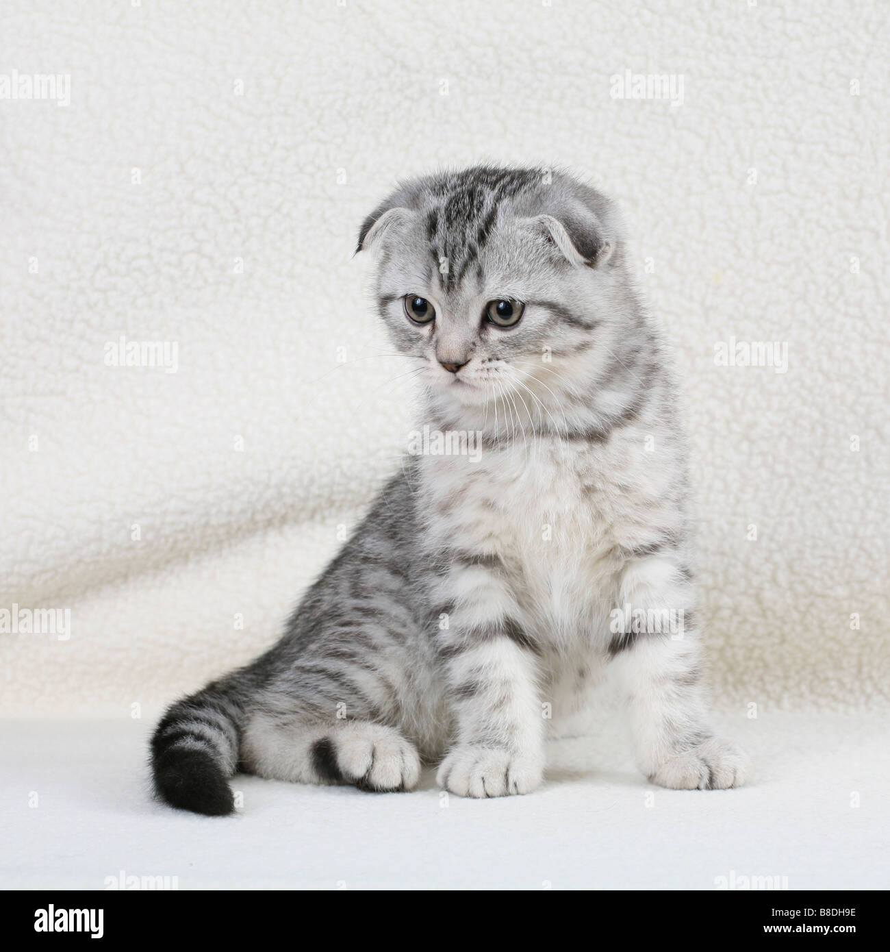 Scottish Fold kitten Stock Photo - Alamy