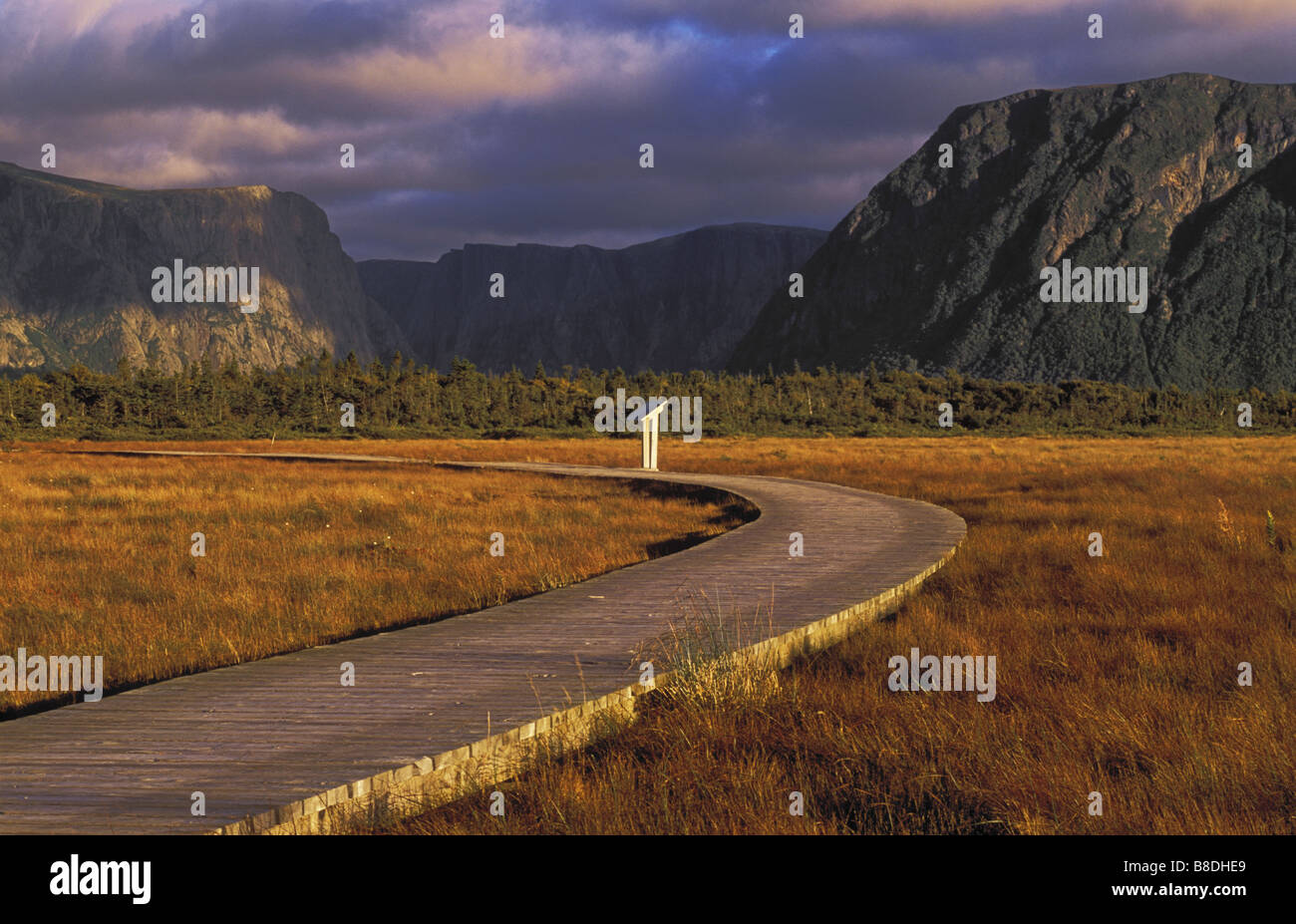 Sphagnum bog, black spruce, tamarack, Western Brook Pond, Gros Morne